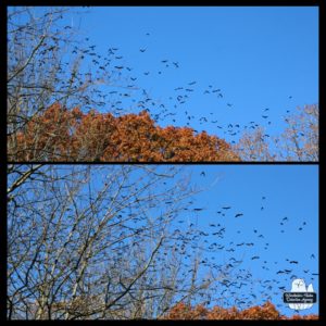 collage of 2 horizontal images of black birds in migration over the tree tops.