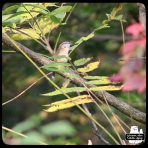 Carolina wren singing on a branch.