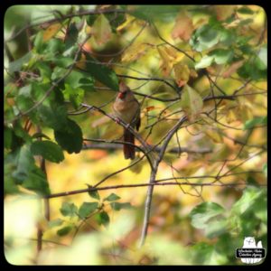 female cardinal perched on a thin branch.