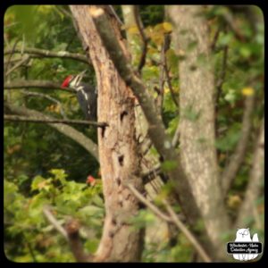 pileated woodpecker on a tree trunk, blurry as usual