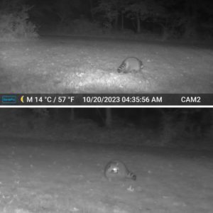 top: raccoon arriving to the bird seed and peanut butter pile bottom: raccoon taking a short break from eating