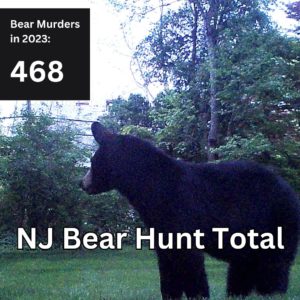 trail cam image of a small black bear with the text Bear Murders in 2023: 468 NJ bear hunt total