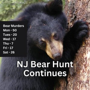 stock image of a small black bear with the text of the daily Segment B subtotals of the NJ bear hunt in Dec 2023