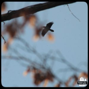 common raven flying