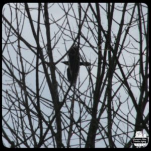 common raven flying as seen through tree branches