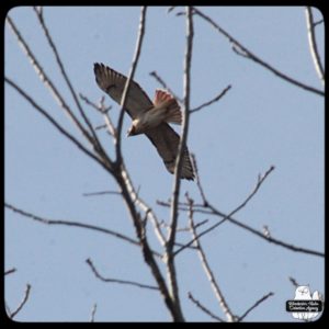 red-tailed hawk overhead through trees