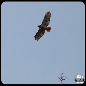 red-tailed hawk overhead against the blue sky