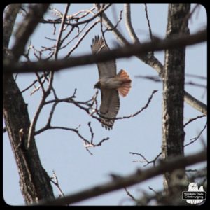 red-tailed hawk overhead through trees