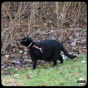 black cat Gus posed in hunting mode "bird dog" next to dead bushes