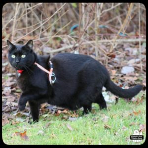 black cat Gus posed in hunting mode "bird dog" next to dead bushes