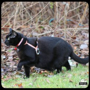 black cat Gus posed in hunting mode "bird dog" next to dead bushes