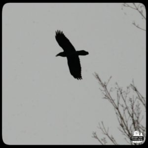 common raven flying