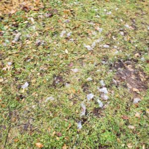 blurry photo of the section of grass with scattered clumps of grey fur