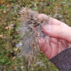 close up of fur in Amber's hand shows it's soft grey blending into beige then dark brown at the tips