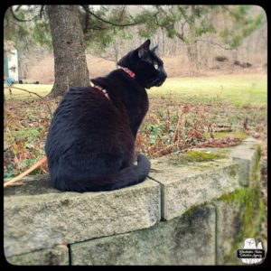 Gus sitting on garden wall