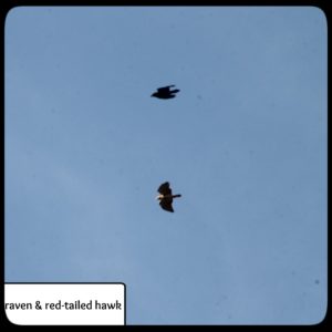 A raven a red-tailed hawk flying together.