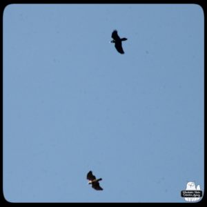 A raven a red-tailed hawk flying together.