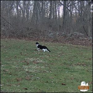 caught on trailcam, black and white swirled pattern cat we call Lokai on February 6, 2024. With a front paw up, head raised, the cat is focused on hunting something.