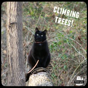 Gus sitting comfortably tall on a tree branch