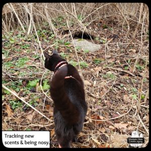 Gus in the woods tracking new scents and being nosy.