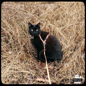 Gus sitting in tall, dead grass.