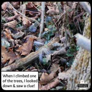 tufts of white hair on the ground in the woods