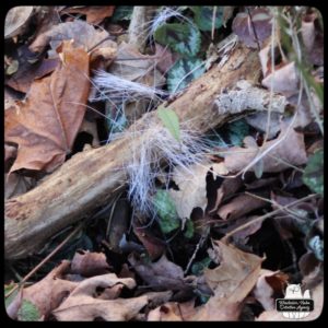 tufts of white hair on the ground in the woods