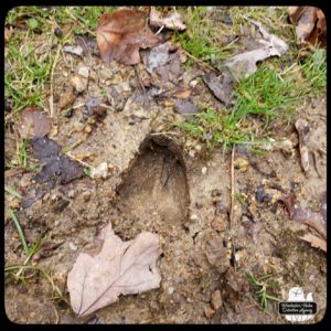 a hoof print in mud