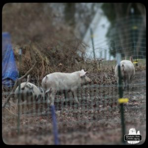 pigs in their corral