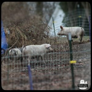 pigs in their corral