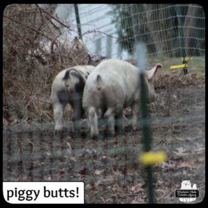 backsides of pigs in their corral