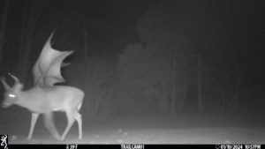 grainy black and white trail camera image of a Jersey devil-deer with antlers and wings; January 10, 2024 10:57pm