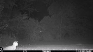 2023 July baby bobcat kittens trailcam1