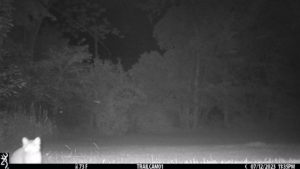 2023 July baby bobcat kittens trailcam1