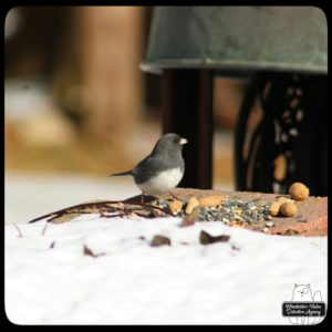 slate colored dark-eyed junco sitting on a brick with bird seed and snow