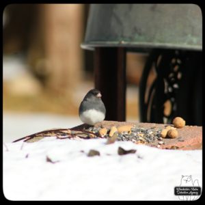 slate colored dark-eyed junco sitting on a brick with bird seed and snow