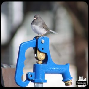 slate colored dark-eyed junco sitting on a hose spigot