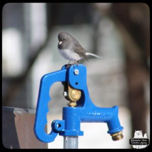 slate colored dark-eyed junco sitting on a hose spigot