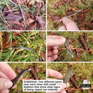 collage of found feathers likely from a dark-eyed junco