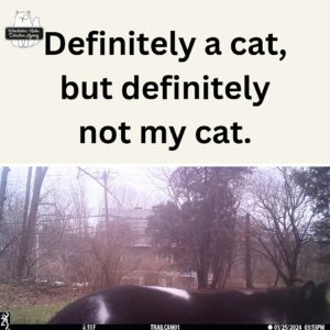 trailcam image with text; the top of a cat from tail to eyebrow, mostly black with a little white in random spots; not my cat