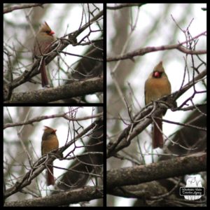 collage of female cardinal in a tree