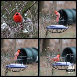 collage of red male cardinal