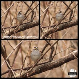 collage of white-throated sparrow perched in a bush