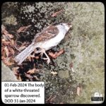 The body of the dead white-throated sparrow on the slate stones of the patio where Gus discovered it.