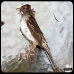 The body of the dead white-throated sparrow laid on a table.