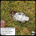 The body of the dead white-throated sparrow laid in the grass for another animal to eat; the wings, tail, and legs were removed for preservation.