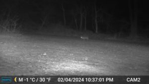 black and white night image from trailcam2 of bobcat walking through the yard on Feb 4, 2024 10:37 PM