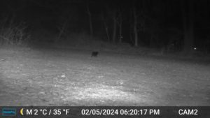 black cat on trailcam at night Feb 5, 2024 6:20PM