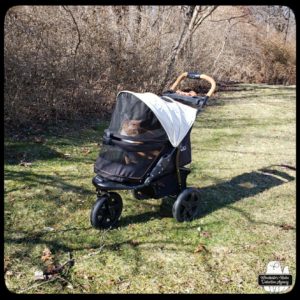 orange and white tabby, Oliver Winchester, sitting up in his stroller on a trail with the woods behind him.