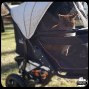 orange and white cat Oliver in his buggy outside; he's got his ears pinned to the sides aka "airplane ears"